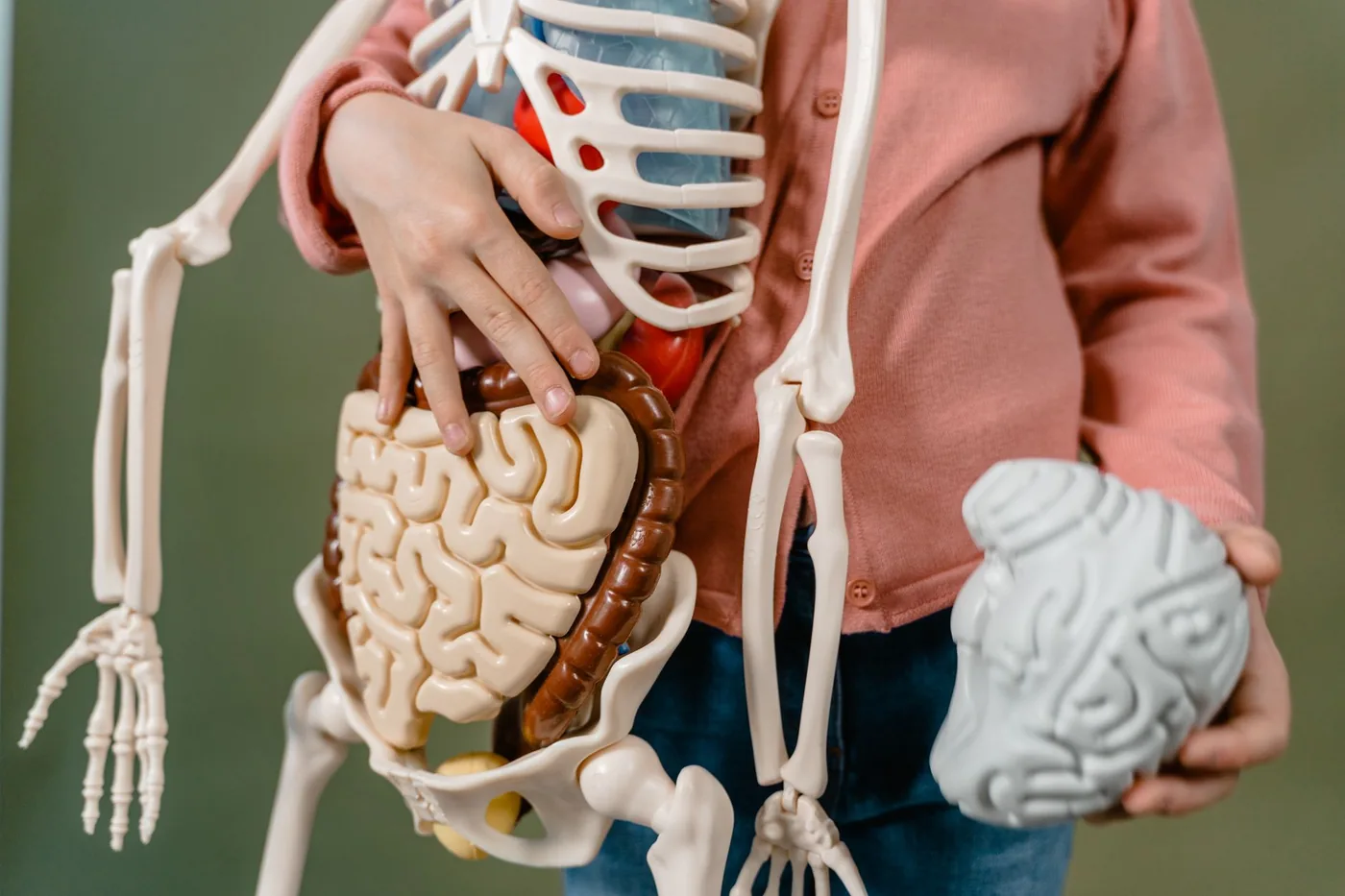 Detail modelu mozku, čelní kůra řídí exekutivní funkce